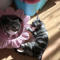 喵总吃瓜,揭秘娱乐圈幕后风云